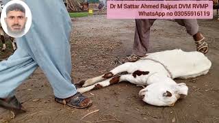 treatment of polio encephalomalacia and listeriosis in goat and sheep چکری کی بیماری کا علاج [upl. by Charyl]