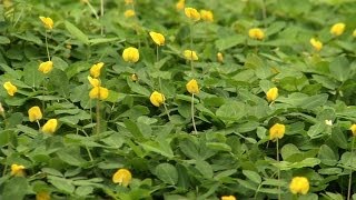 Perennial Peanut A New Ground Cover for Your Yard [upl. by Florio887]