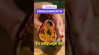 el Mejor Truco para Enraizar Esquejes de Rosa en Casa [upl. by Born118]