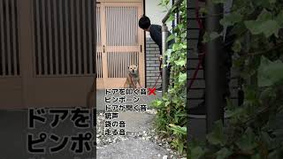 我が家の愛犬がいかに優秀な番犬かわかる動画shorts [upl. by Airamahs]