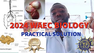 2024 WAEC Biology Practical specimen question and Answers tutorial [upl. by Amihc135]