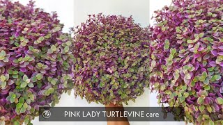 Pinklady turtlevine  Callisia repens pinklady  Hanging plants  cascade plants [upl. by Krantz560]