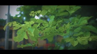 Canon EOS 1300d 1855mm lens Video test 1080p Shoting by Salim Dharwad [upl. by Ednarb847]