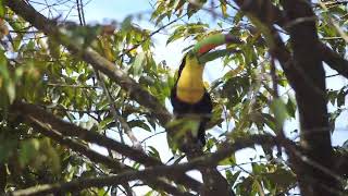 Tucán Pico Iris cantando en las ramas suscribete [upl. by Eiclek]