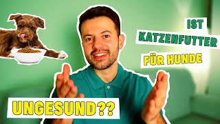 Ist Katzenfutter schlecht für Hunde Dürfen Hund Katzenfutter fressen Tierarzt klärt auf [upl. by Minnaminnie]