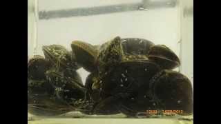 Mussels feeding on gree microalgae [upl. by Oruasi]