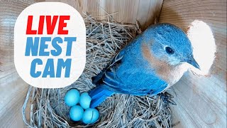 LIVE NEST CAM Eastern Bluebird Building Her Nest Almost Done [upl. by Hendricks]