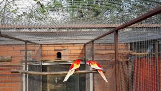 Rozelle rubino  Eastern Rosella Platycercus eximius [upl. by Grodin]