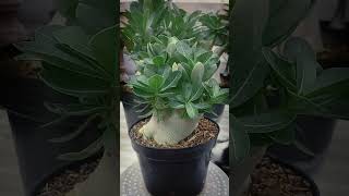 Seedling adenium jedagjedug adenium seedling bonsaiadenium adeniumgodji [upl. by Yatnoed435]