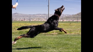 Beauceron CSAU  Kodiak von der Funkhalde [upl. by Tindall]