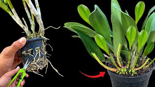 Treasure For Orchids Roots Instantly Will Grow Using This Method [upl. by Bowden]