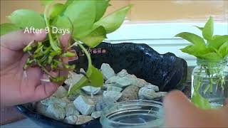 Neon Pothos Propagation in Water by Cuttings amp Turned Into Table Top Water Garden [upl. by Gilles]