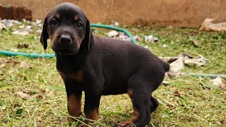 Doberman puppies playing 🐶 [upl. by Nnairb]