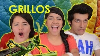 COMIENDO GRILLOS  CHAPULINES  RETO POLINESIO [upl. by Haseefan615]