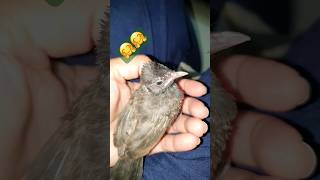 sweet bubu😍viral viralvideos pets [upl. by Eiramit]