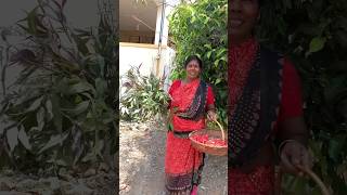 ராணிம்மாக்கு ஒரே ஆச்சரியம் 🤗😉🥳Gardening vlogHome garden herbal naturehealthylifestyleshorts [upl. by Georgeanne505]