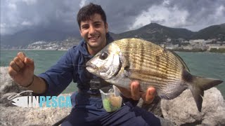 BOLOGNESE EXTREME  Ritorna la Pesca al SARAGO nella SCHIUMA con MARE MOSSO [upl. by Arymat322]