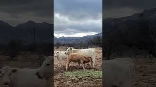 Red Angus Charolais Cross Calf from Longhorn Cross Cow [upl. by Nibor]