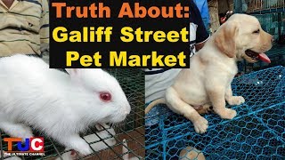 Truth About Galiff Street Pet Market  TUC [upl. by Anwadal124]