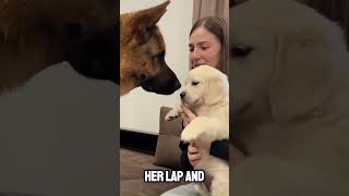 😤GERMAN SHEPHERD vs 😍LABRADOR PUP [upl. by Mir]