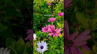 गार्डन की सुंदरता में चार चांद लगा देगा ये फूल  Osteospermum Ecklonis Mix Colour Flowers shorts [upl. by Wescott]