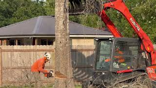 CUTTING DOWN A DEAD TREE [upl. by Emeric211]