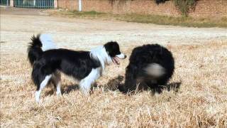 Border Collie dogs playing and training  Dog TV Working Dog Channel [upl. by Limay]