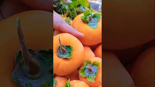 Persimmon Harvesting Vlog  Village  Vlogs New Video  Best Vlog  Short [upl. by Bret]