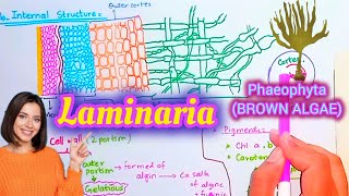 Laminaria plant body and its structure laminaria [upl. by Donovan]