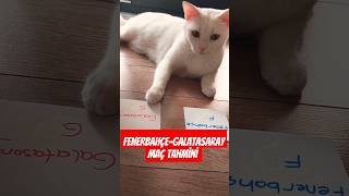 Kedimin derbi maçı tahmini eğlence amaçlı🤗cat youtubeshortmaçtahminleri galatasarayfenerbahçe [upl. by Talanian]