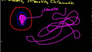 Chromasomes Chromatid Chromatin [upl. by Aicittel]