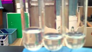 NEW  Enzyme Lab  What Factors Affect Enzyme Activity [upl. by Newell369]