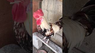 Adorable Rooster Crowing Loudly  Amazing Rooster Crowing Sound 🐓 shorts [upl. by Lipinski163]