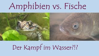 Amphibien vs Fische  Der Kampf im Wasser  mit Martin Maschka [upl. by Catton]