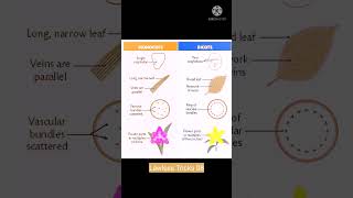 Difference between monocotyledons and dicotyledons pharmacognosy monocots and dicots [upl. by Harwill580]