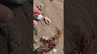 Discovering a Seashell Lip A Beach Treasure [upl. by Aititil]