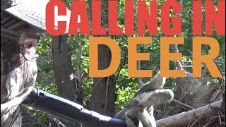 How to CALL IN DEER using The Extinguisher Deer Call [upl. by Philipps]