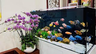 10 Incredible African Cichlids Tank  Most Beautiful Cichlid Varieties [upl. by Laird578]