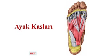 Ayak Kasları [upl. by Rafe]