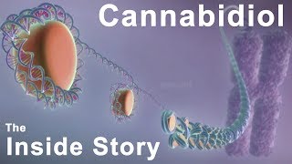 The Inside Story of Cannabidiol  What are the Benefits of CBD [upl. by Gnep]