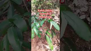 Kamis Pahing Grounding Klengkeng2024 Agustus 08 [upl. by Grous]