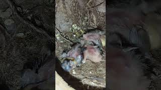 Newly Hatched Finch Chicks  My Pets Society birds pets viralvideo shorts support subscribe [upl. by Vasilek]