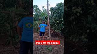 Renovando o pé de mamão agricultura mamão [upl. by Ul]