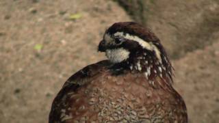 Northern Bobwhite Virginia Quail or Bobwhite Quail Colinus virginianus  Virginiawachtel 1 [upl. by Jorge417]