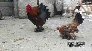 sabelpoot mille fleur poules chickens دجاج الخارصينا ROYAL ELEVAGE [upl. by Enomahs]