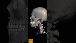 Head Arteries and Veins [upl. by Forrest]