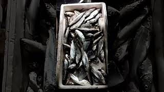 Partial harvest of Milkfish extensivepond silvofishery [upl. by Pond]