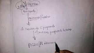 Histidine metabolism [upl. by Lundeen159]