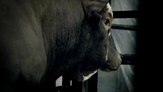 PBRs JB Mauney and Bushwacker battle [upl. by Asila109]