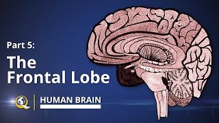 Frontal Lobe  Human Brain Series  Part 5 [upl. by Leavitt]